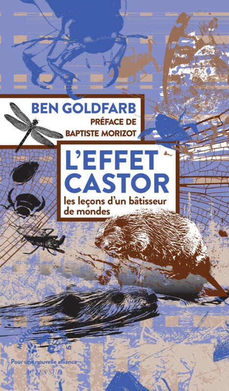 L'effet castor, les le&ccedil;ons d'un b&acirc;tisseur -&nbsp;Ben Goldfarb - Actes Sud | Biodiversit&eacute; | Scoop.it