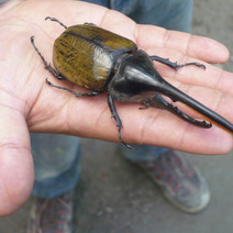 Trafic d'insectes en Bolivie - ARTE | Variétés entomologiques | Scoop.it