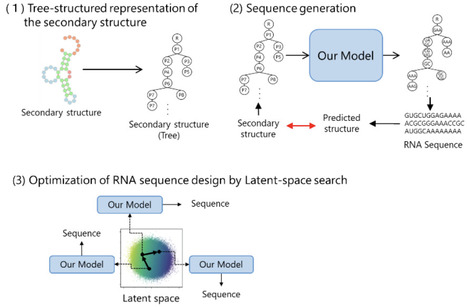 RIFT-VAE: grammar-conditioned pretraining and latent-space optimization for RNA inverse folding | brvai | RMH | Scoop.it
