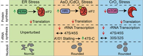 Diverse stresses differentially regulate rRNA biogenesis and mRNA translation | nar | RMH | Scoop.it
