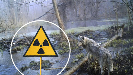 Comment les loups mutants de Tchernobyl peuvent nous aider face au #cancer @Princeton #Risques #Prévention | autour du CANCER | Scoop.it