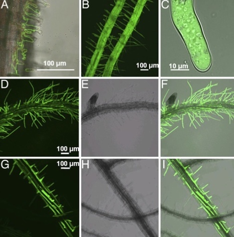 PNAS: Plants can use protein as a nitrogen source without assistance from other organisms (2008) | Plant-Microbe Symbiosis | Scoop.it