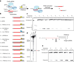 Programmable RNA recognition and cleavage by CRISPR/Cas9 | SynBioFromLeukipposInstitute | Scoop.it