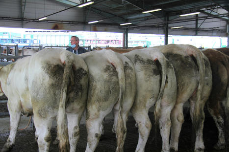 Châteaubriant : la Foire aux culards, stars des bovins, c'est ce mercredi 13 octobre | Actualité Bétail | Scoop.it
