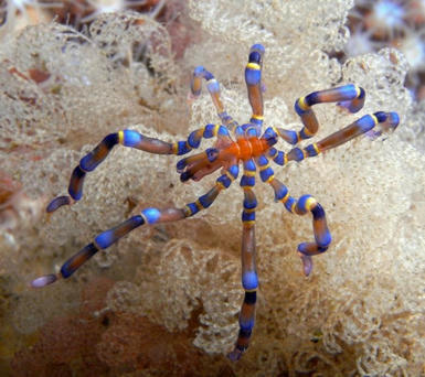 [Etymozoo] Les pycnogonides (Pycnogonida), des "araignées de mer" à la démarche particulière, du grec puknos (épais) et gonou (genou) | EntomoScience | Scoop.it