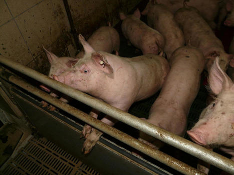 Loire-Atlantique : des associations mobilisées contre l’agrandissement d’un élevage de porcs - L'Éclaireur de Châteaubriant | Agriculture en Pays de la Loire | Scoop.it