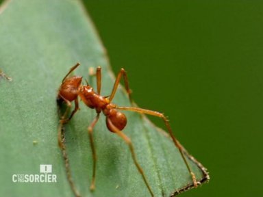Le génie des fourmis | C'est pas sorcier - France3 | Variétés entomologiques | Scoop.it