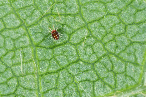 6 Common Houseplant Pests—and How to Destroy Them | Best Backyard Patio Garden Scoops | Scoop.it