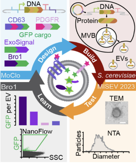 Engineering S. cerevisiae extracellular vesicles using synthetic biology | brvsb | RMH | Scoop.it