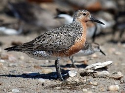 Des conséquences insoupçonnées du réchauffement | Changement climatique & Biodiversité | Scoop.it