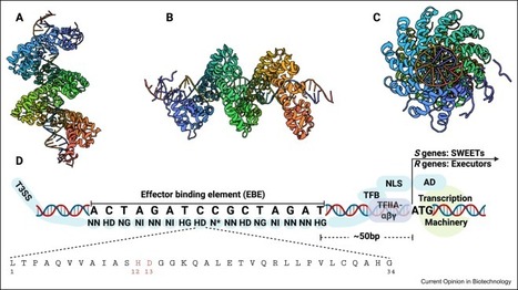 Reprogramming immunity: TAL effector-informed genome editing in rice and other crops - Curr.Opinion Biotechnol. | TAL effector science | Scoop.it