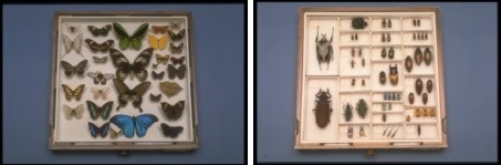 Collection nationale canadienne d'insectes, d'arachnides et de nématodes (CNC) / Canadian National Collection of Insects, Arachnids, and Nematodes | Insect Archive | Scoop.it