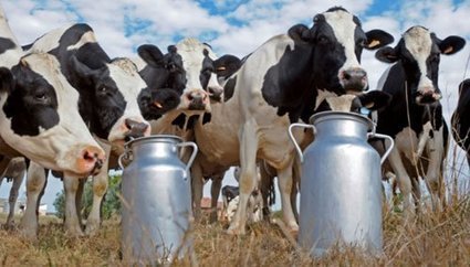 Maroc : la profession laitière se dote d'une charte qualité | Lait de Normandie... et d'ailleurs | Scoop.it