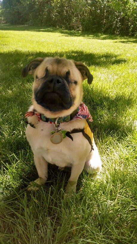 Hyl&auml;tty sokea Xander-koira pit&auml;&auml; nyky&auml;&auml;n huolta muista | 1Uutiset - Lukemisen t&auml;hden | Scoop.it