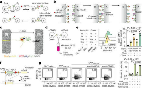Universal recording of immune cell interactions in vivo | Immunology | Scoop.it