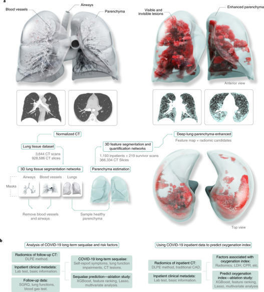 An interpretable deep learning workflow for dis...