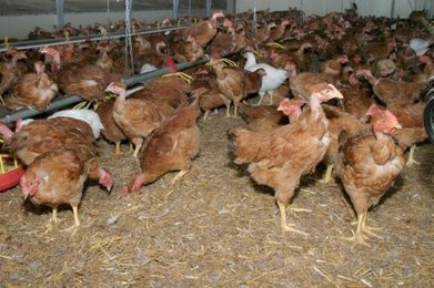 La r&eacute;sistance contre les poulets industriels ne faiblit pas dans le Gers | La Gazette des abattoirs | Scoop.it