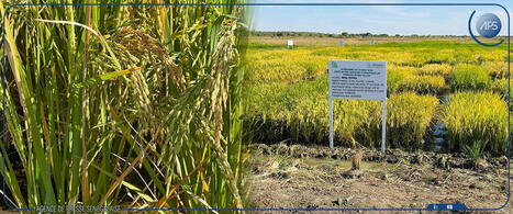 S&eacute;n&eacute;gal, &agrave; Ndiol, une mission de l&rsquo;ISRA en visite sur des parcelles exp&eacute;rimentales de riz&nbsp; | Questions de d&eacute;veloppement ... | Scoop.it