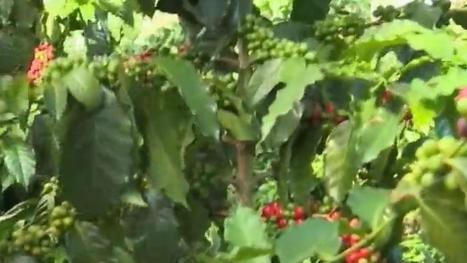 Réchauffement climatique : au Mexique, la production de café en péril | Les Colocs du jardin | Scoop.it