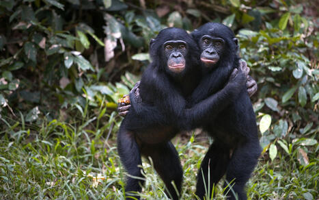 How great apes are champions of empathy | FMT | Empathy Movement Magazine | Scoop.it
