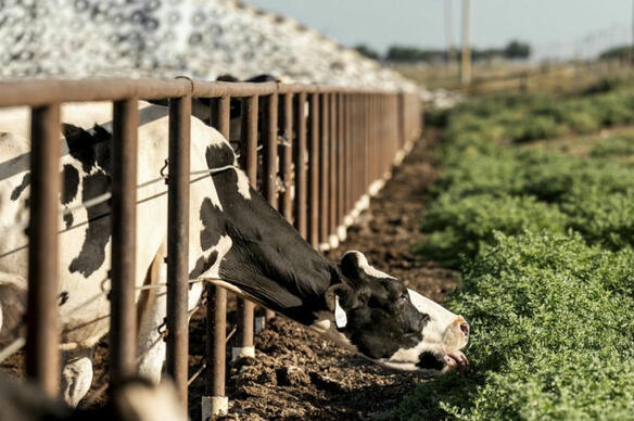 Les éleveurs danois seront taxés pour les gaz à effet de serre produits par les vaches et les porcs
