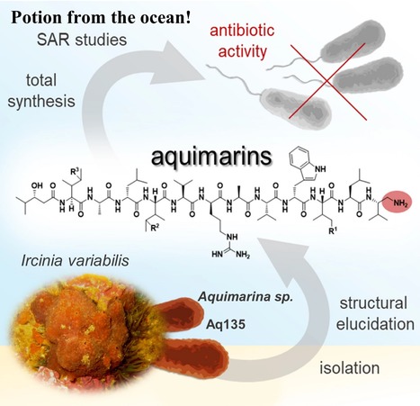 Aquimarins, Peptide Antibiotics from a Sponge-Derived Aquimarina sp. Bacterium | iBB | Scoop.it