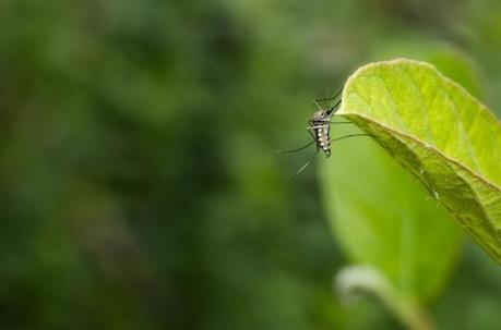 Dengue, Zika, Chikungunya : Google veut éradiquer les moustiques vecteurs de maladies | EntomoNews | Scoop.it