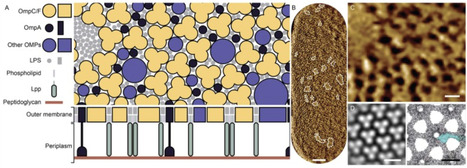 Interplay between bacterial outer membranes and S-layers | cin | RMH | Scoop.it
