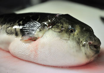 Fugu's risk will always be part of its charm | The Japan Times Online | The Asian Food Gazette. | Scoop.it