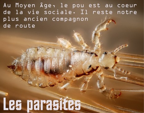 Poux, tiques, punaises de lit, acariens... un v&eacute;ritable probl&egrave;me de sant&eacute; publique / France Inter | EntomoScience | Scoop.it