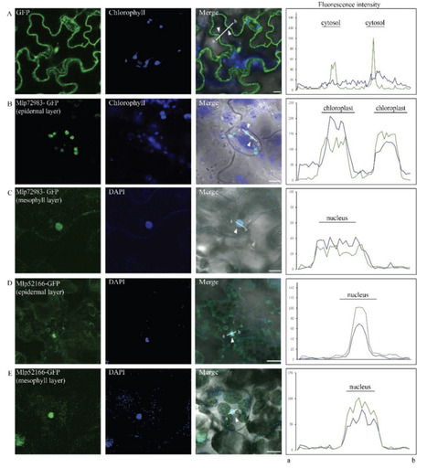 Original Paper in Can J For Res &bull; Germain Lab 2025 &bull; Melampsora larici-populina homologous effectors Mlp72983 and Mlp52166 display cell-type specific accumulation in Arabidopsis and Populus | Originals | Scoop.it