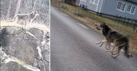 Se Julias n&auml;ra m&ouml;te med vargen utanf&ouml;r Oskarshamn: &rdquo;Lite skr&auml;mmande&rdquo; | 1Uutiset - Lukemisen t&auml;hden | Scoop.it