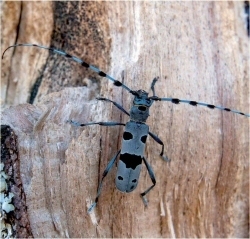 Insectes n°173  - 2e trimestre 2014 | Biodiversité | Scoop.it