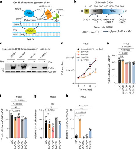 A genetically encoded bifunctional enzyme mitigates redox imbalance and lipotoxicity | Nmeta | RMH | Scoop.it