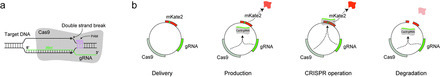 CRISPR-based self-cleaving mechanism for controllable gene delivery in human cells | SynBioFromLeukipposInstitute | Scoop.it