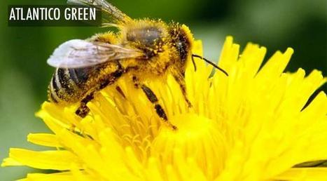 Rendre une moiti&eacute; de la plan&egrave;te &agrave; la vie sauvage pour sauver la biodiversit&eacute; : que penser de la proposition radicale du biologiste star am&eacute;ricain ? | Biodiversit&eacute; | Scoop.it