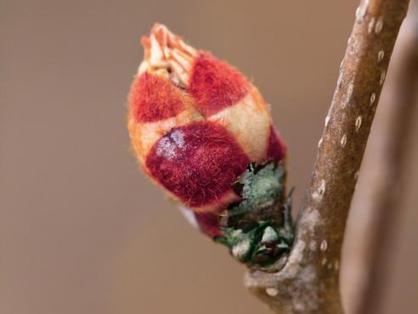 Gemmothérapie : bourgeons de Mars | Santé par les plantes | Scoop.it