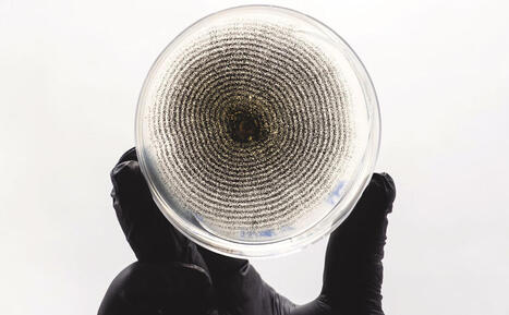 Inseticidas naturais avançam na agricultura e rivalizam com os agrotóxicos : Revista Pesquisa Fapesp | Inovação Educacional | Scoop.it