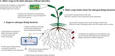 Are we there yet? The long walk towards the development of efficient symbiotic associations between nitrogen-fixing bacteria and non-leguminous crops | Plant-Microbe Symbiosis | Scoop.it