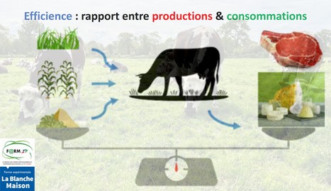 Compétition « feed-food » : 76% des élevages bovins sont producteurs nets de protéines en France | Lait de Normandie... et d'ailleurs | Scoop.it