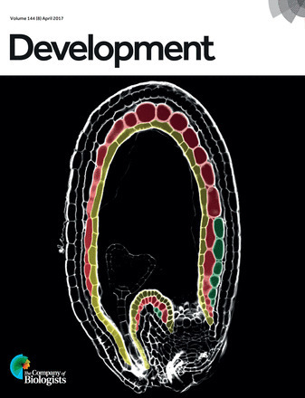 Last issue of Development... nice cover from a Paris-Saclay SDV team (LabEx SPS) ! | Life Sciences Université Paris-Saclay | Scoop.it