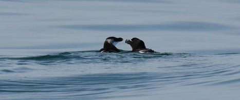 Pingouins en Méditerranée : que se passe-t-il ? Parc naturel marin Golfe du Lion | Biodiversité | Scoop.it