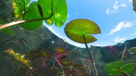 Un nouveau rapport du WWF alerte sur le déclin de la biodiversité dans les rivières françaises | Biodiversité | Scoop.it