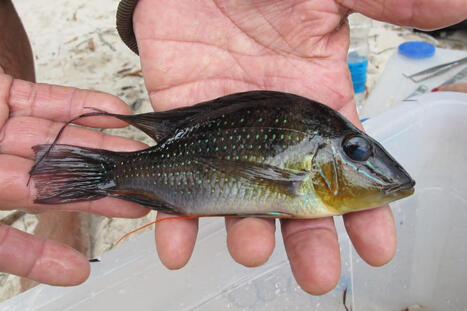 Negro River study finds genetic damage in fish after oil spill / le 20.10.2025 | Pollution accidentelle des eaux (+ déchets plastiques) | Scoop.it