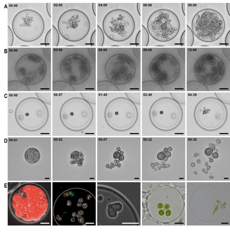 Semi-permeable capsules enable parallel cultivation and live microscopic observations of microbial eukaryotes | brvt | RMH | Scoop.it