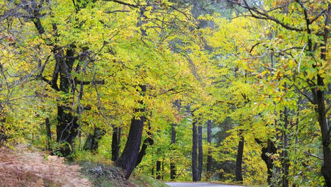 Des forêts de plus en plus étendues, mais des arbres de plus en plus malades | architecture, urbanisme, environnement, paysage, énergie, territoires... : le fil d'actu de la FNCAUE | Scoop.it