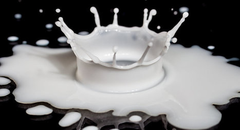a2 Milk : Quel est donc ce lait miraculeux que tout le monde s'arrache? | Actualités de l'élevage | Scoop.it
