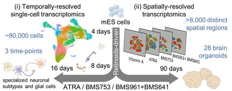 Décoder l'identité transcriptionnelle au cours du destin des cellules neuronales et astrogliales sous l'influence d'agonistes spécifiques de RAR | Life Sciences Université Paris-Saclay | Scoop.it