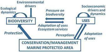 Assessing the Effectiveness of Coastal Marine Protected Area Management: Four Learned Lessons for Science Uptake and Upscaling - Marine Science | Biodiversité | Scoop.it