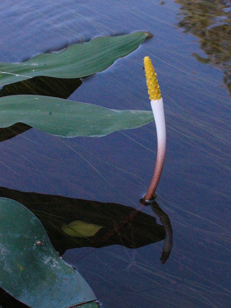 Mystery plant is related to the voodoo lily | Gardening Life | Scoop.it
